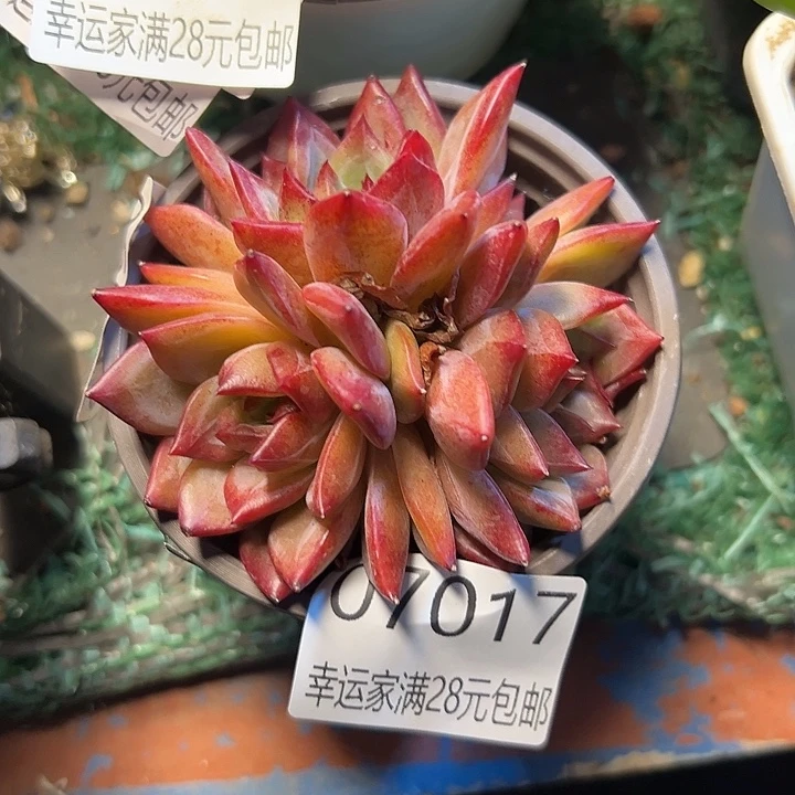 幸运的是我还在等着