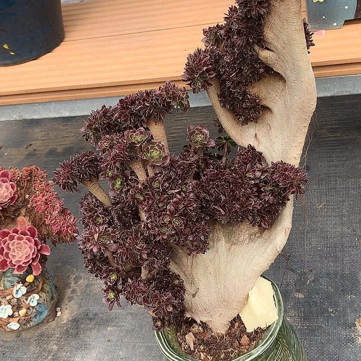 微瑕黑法师缀化脱土发货啊