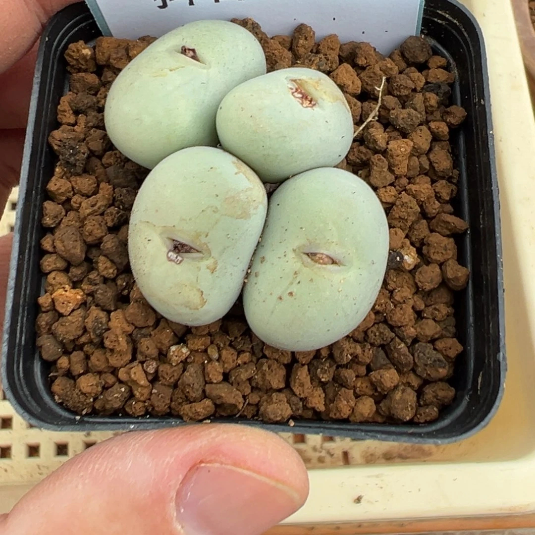 A**.3-31肉锥多肉植物