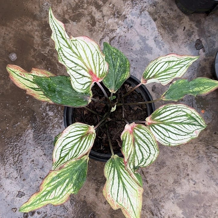 163-0206彩叶芋广东现货