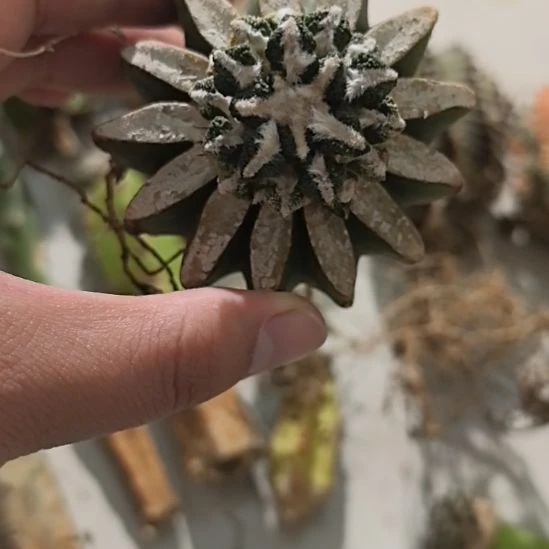 一物一拍，柱子球！！