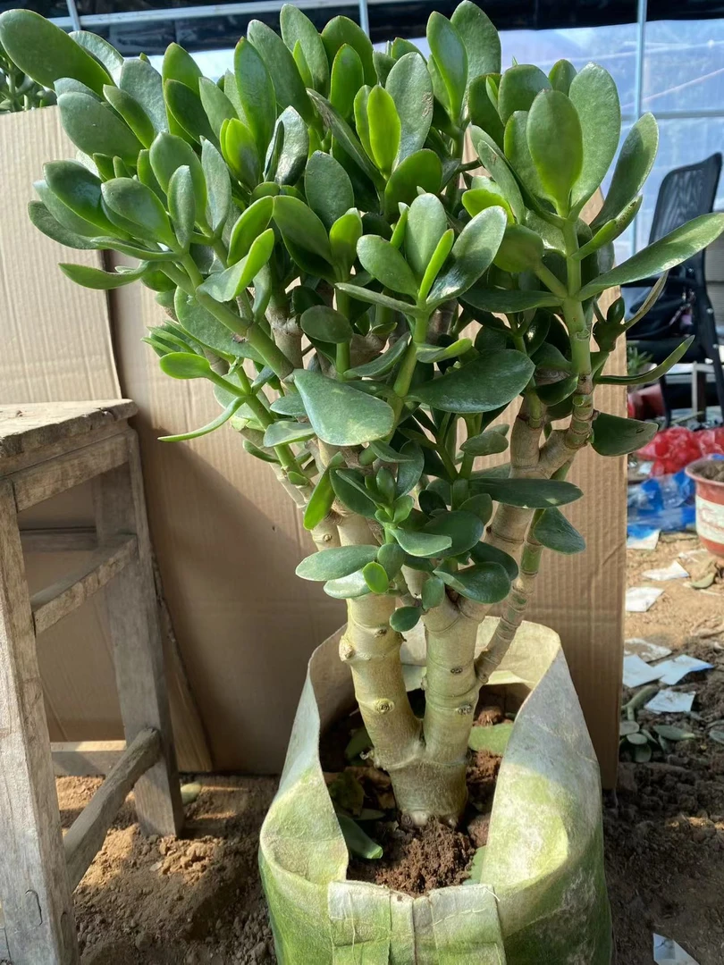 多肉植物大叶玉树燕子掌室内防辐射四季好养绿植净化空气