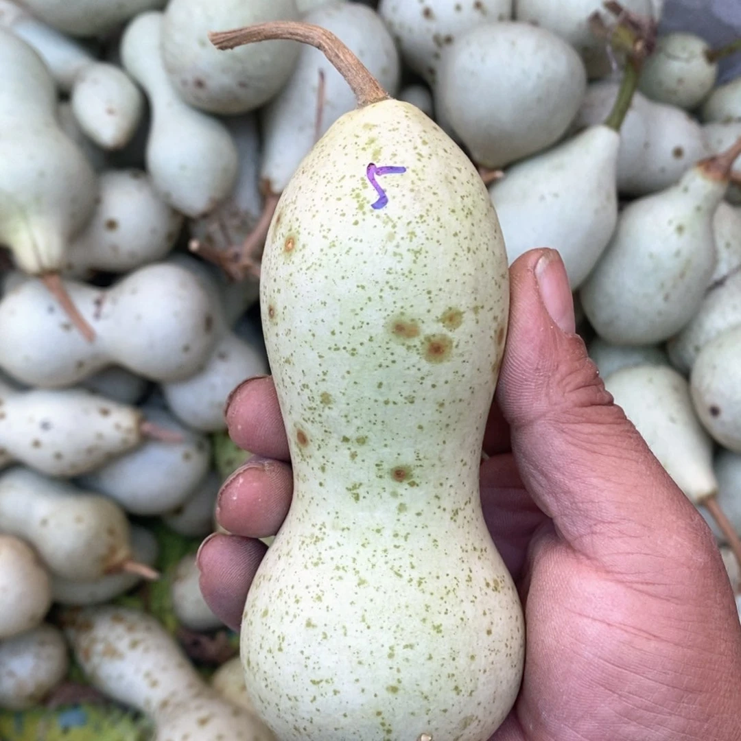 朵**拉文玩葫芦青皮葫芦
