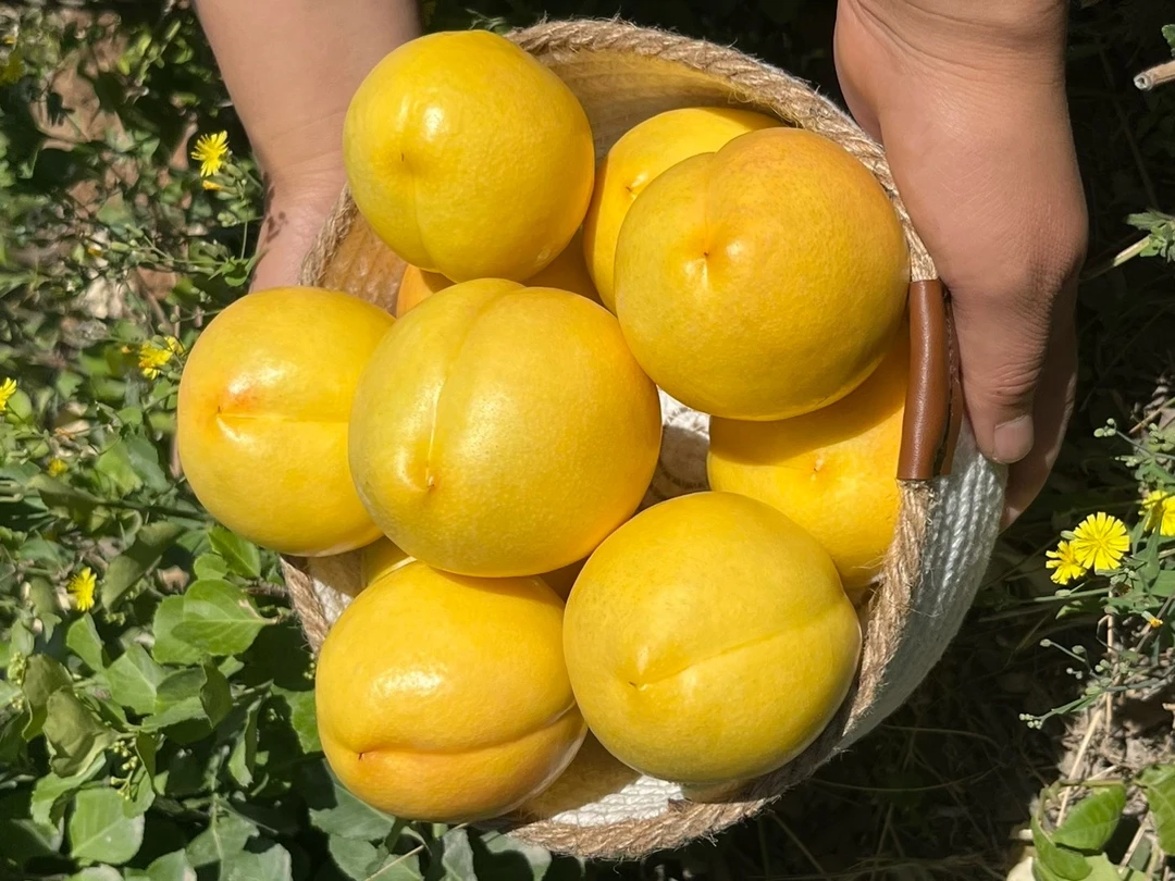 山东蒙阴黄油桃新鲜蜜桃现摘现发