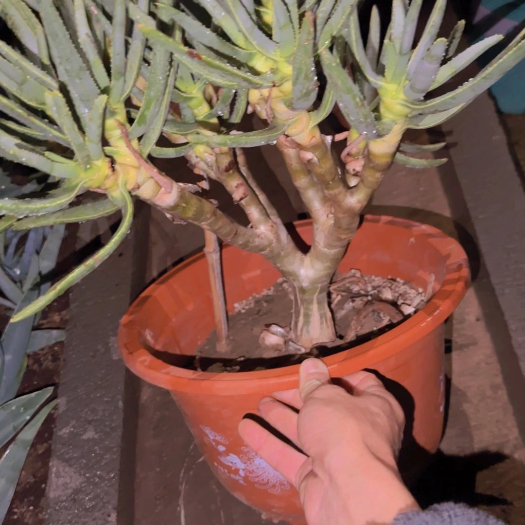 c***.块根植物块根植物