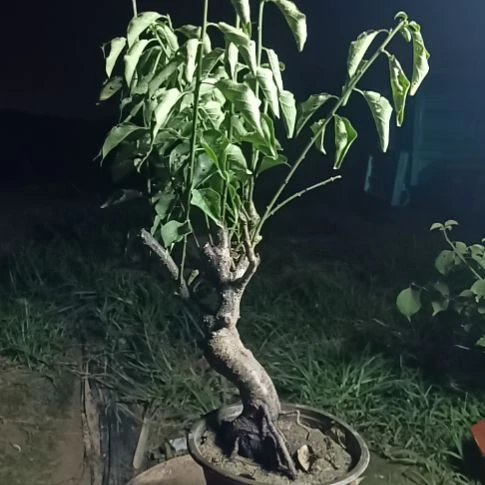 独***心完全开放梅花盆景原色发货