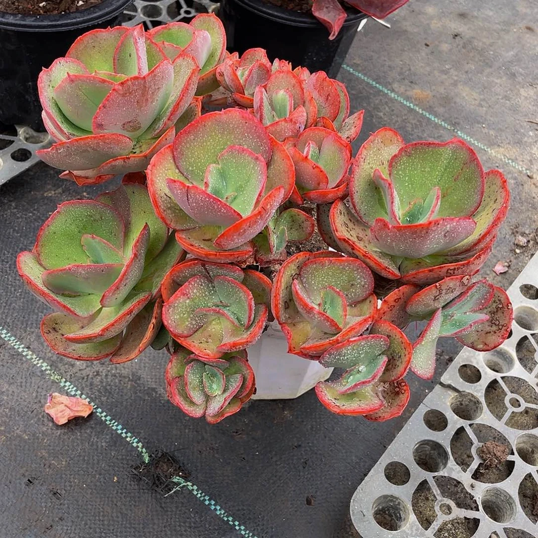 秀岩多肉植物群3161