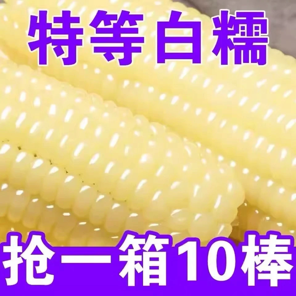 【精选大棒】24年新鲜东北甜糯白玉米香甜软糯10根6斤装