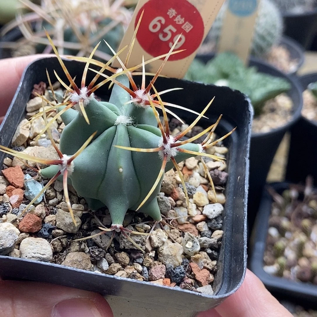 实生花刺春楼一颗有雀斑