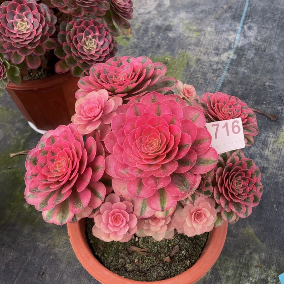 上***善倾城000000000000716