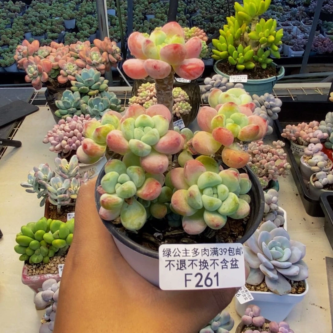 261樱花罗琦多肉8cm