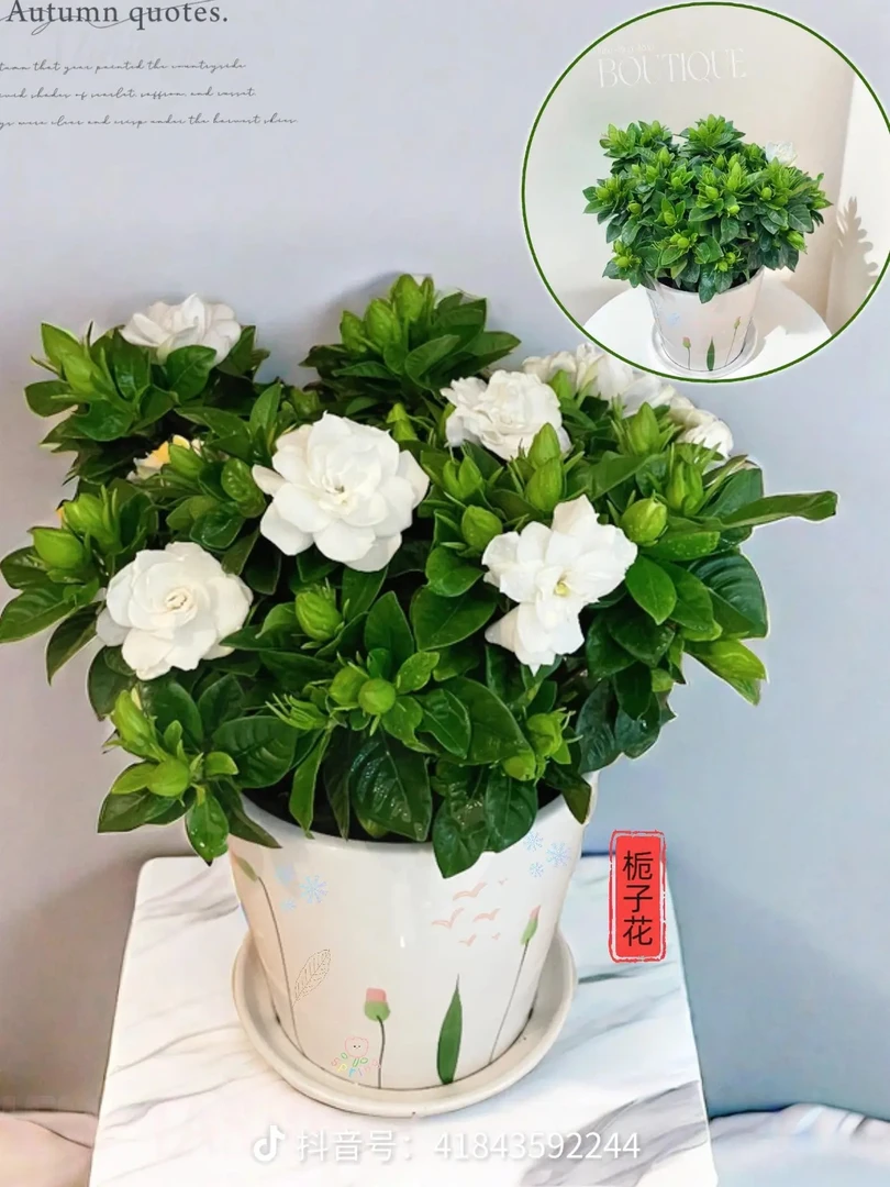 四季栀子花  花香四溢 五年老桩苗