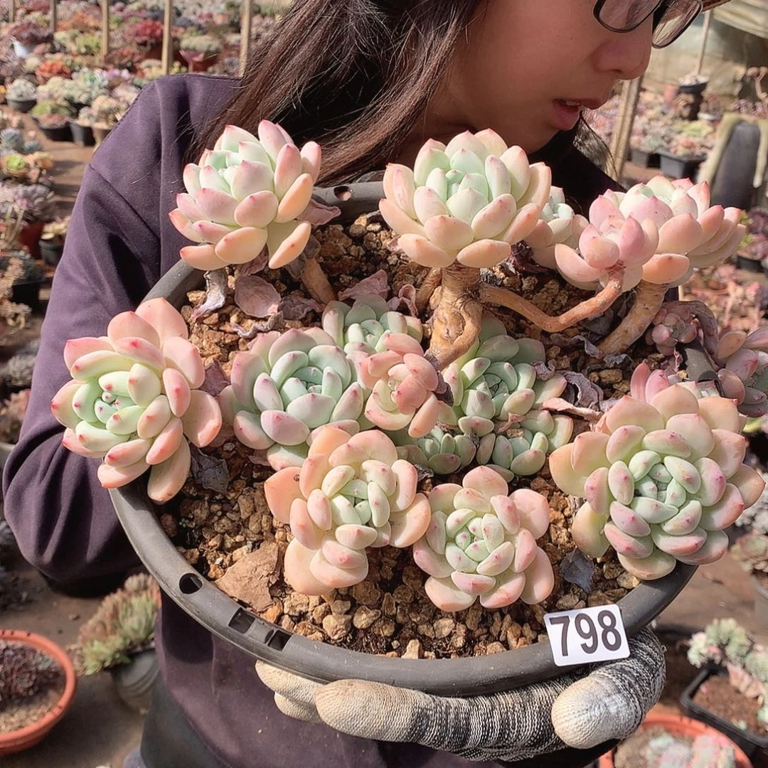 798望素 一物一拍多肉