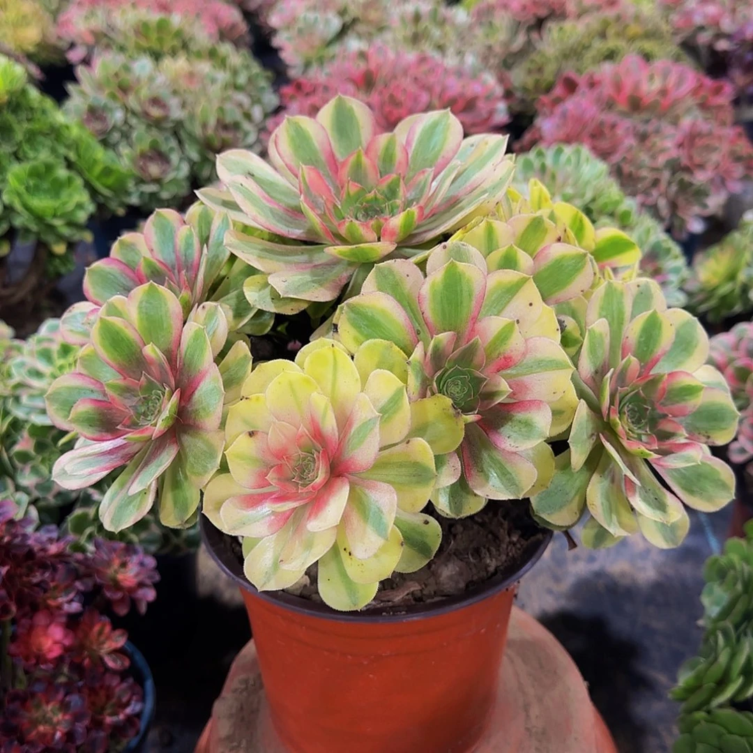 米***米老庄雨荷轮回法师45.8