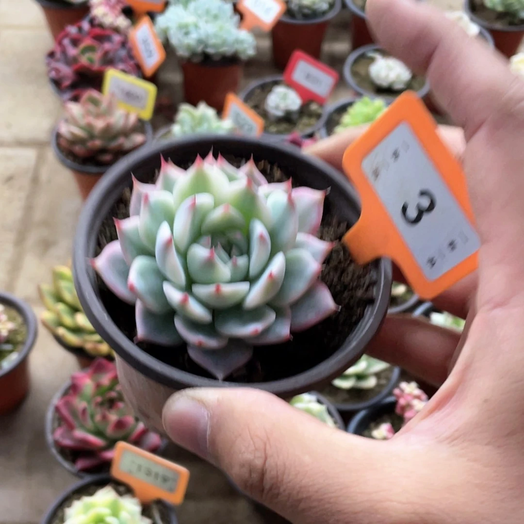 【闪购商品】这****灵3号的