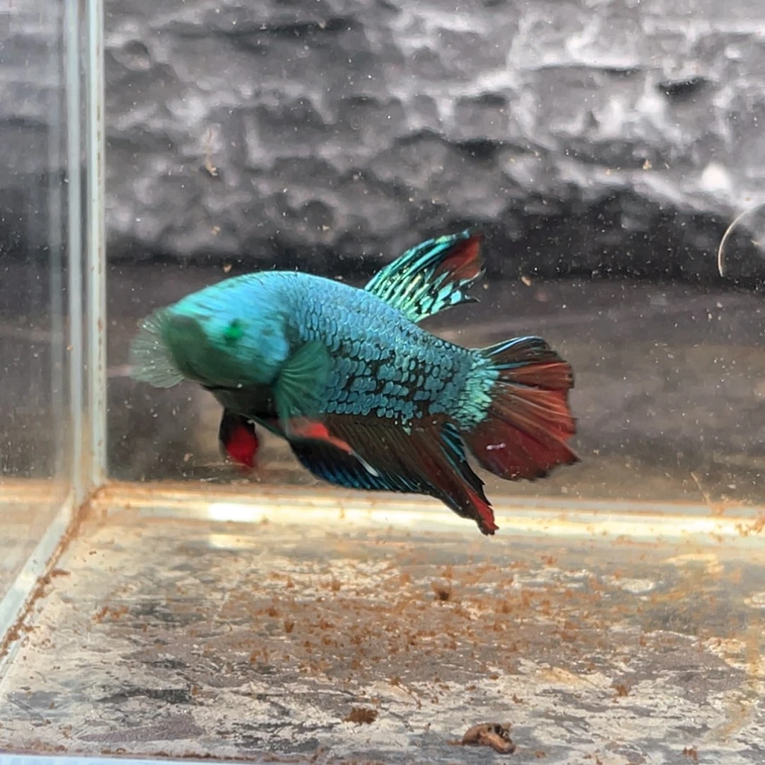 斗鱼地狱火绿武士将军公