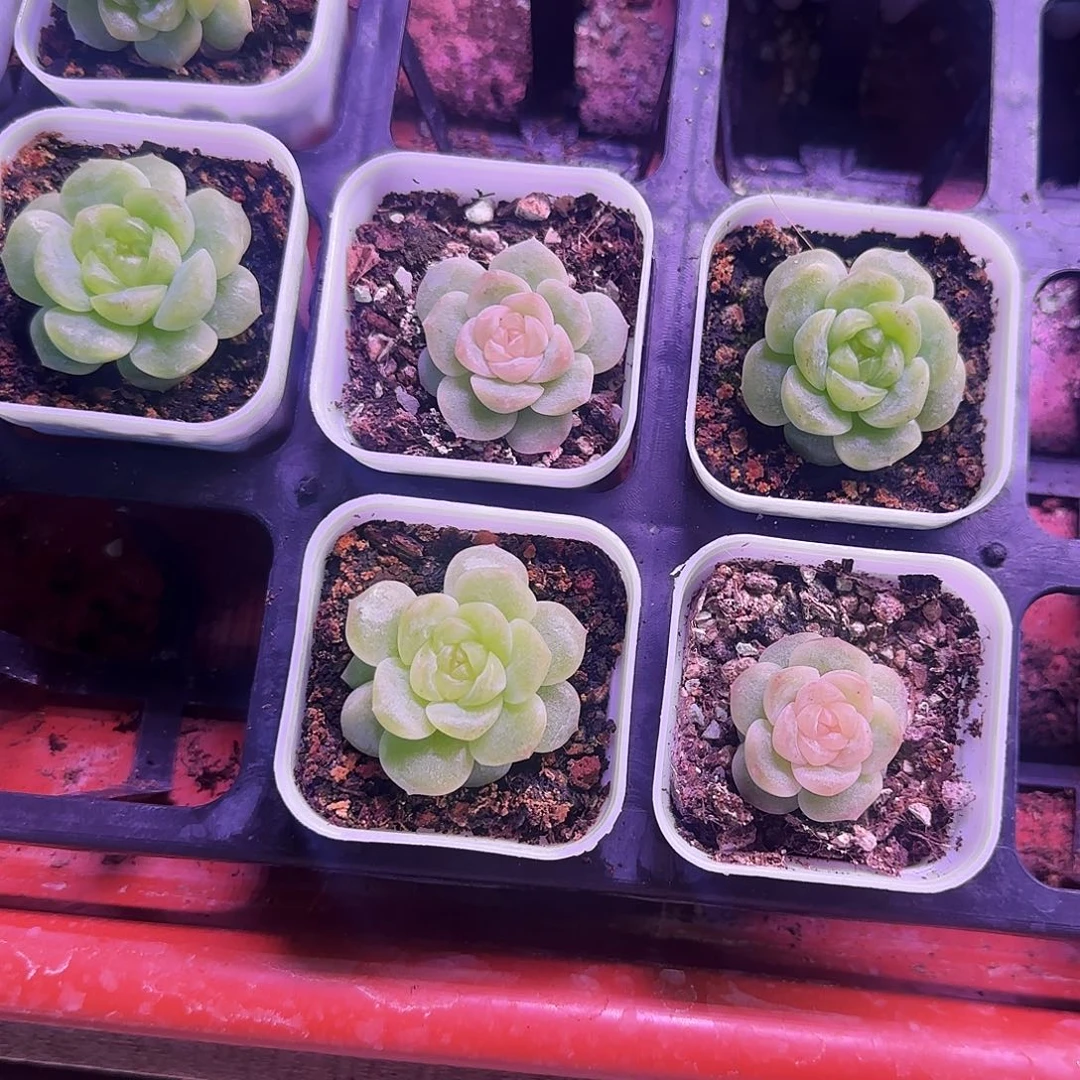 星*～无尽灯五个盆满25包邮