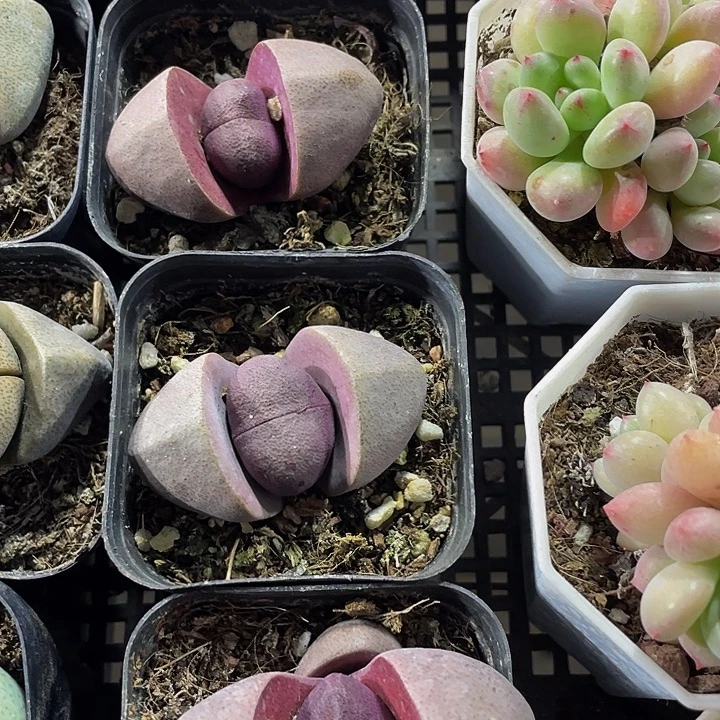 紫元宝6.8带盆土发