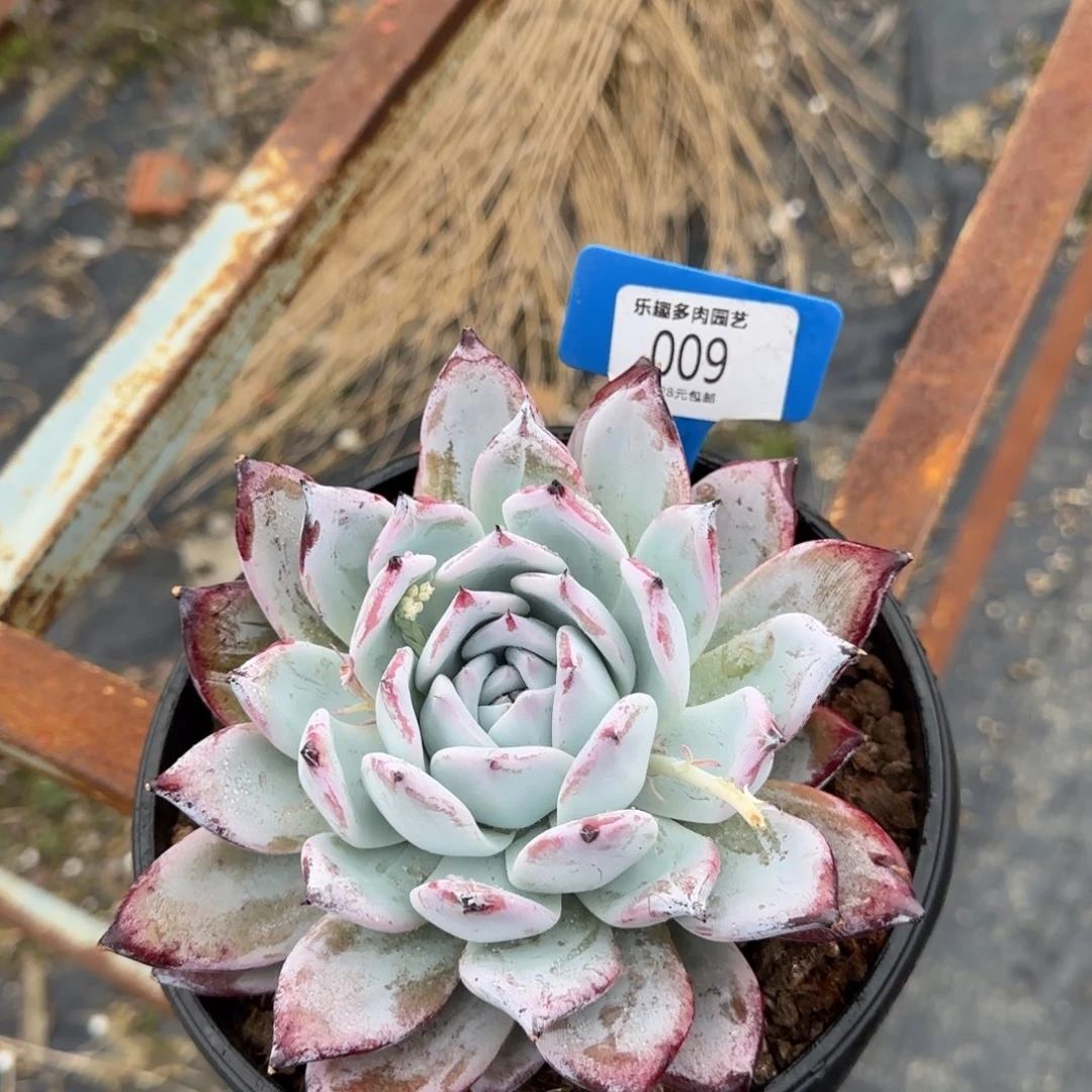 多肉，植物黑卡大人头