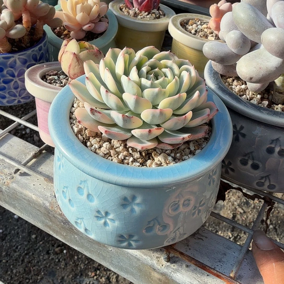 蓝吉莲锦带盆多肉植物