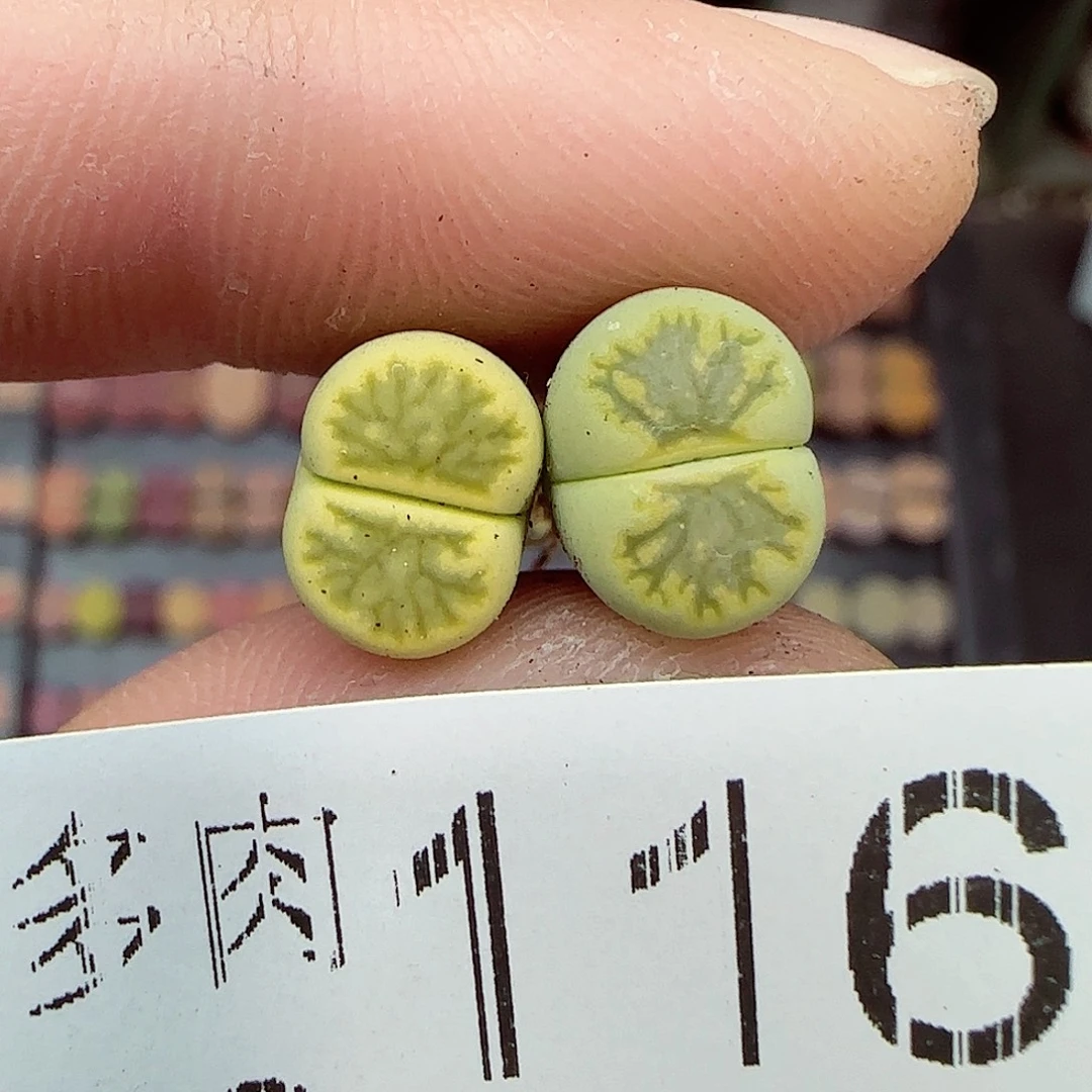 满满18包邮1219-116