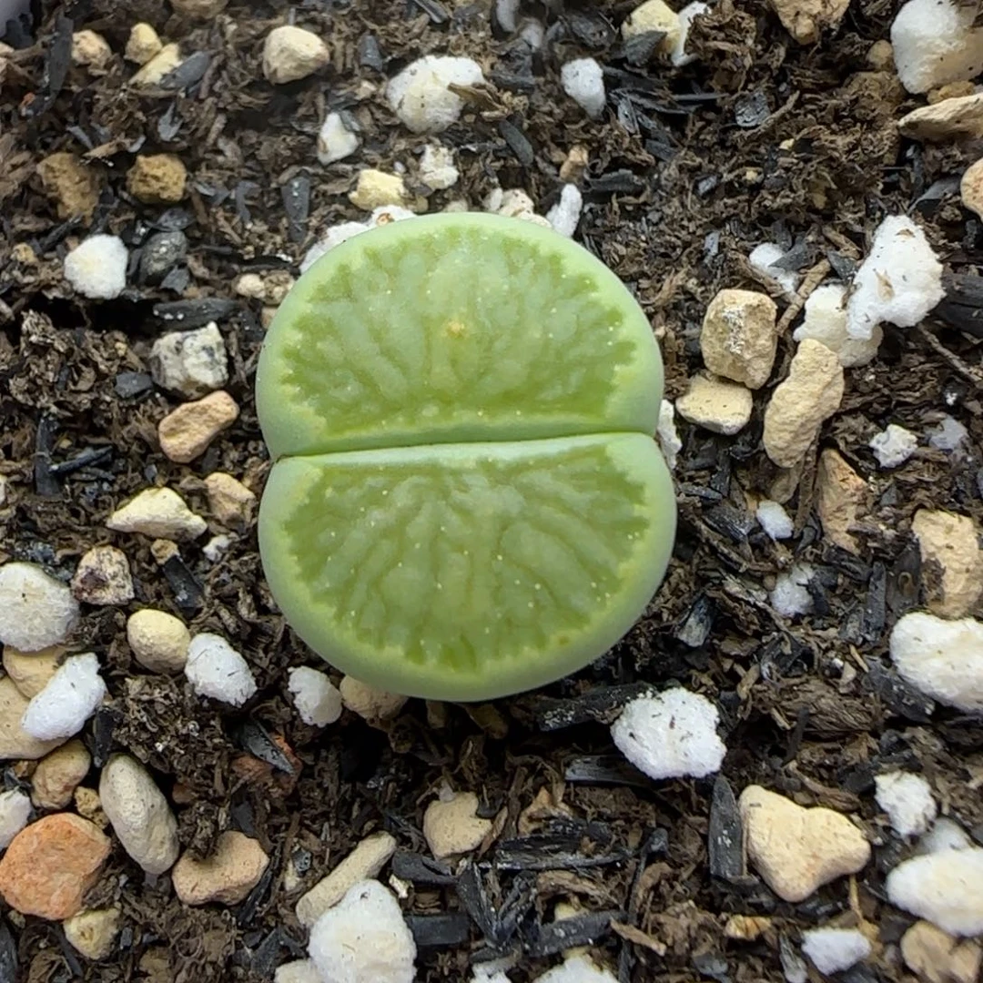 547 生石花大棚直播