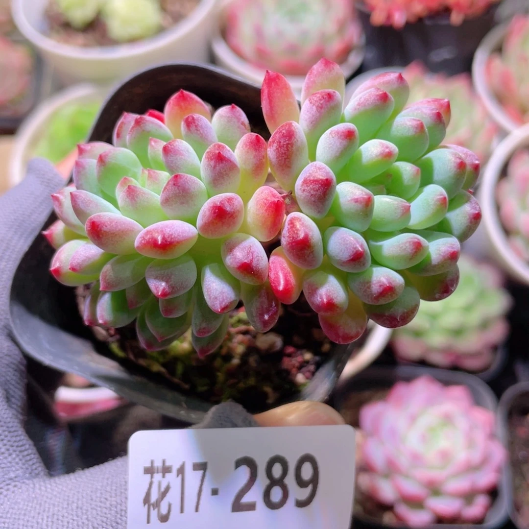 花利美17-289蓝苹果