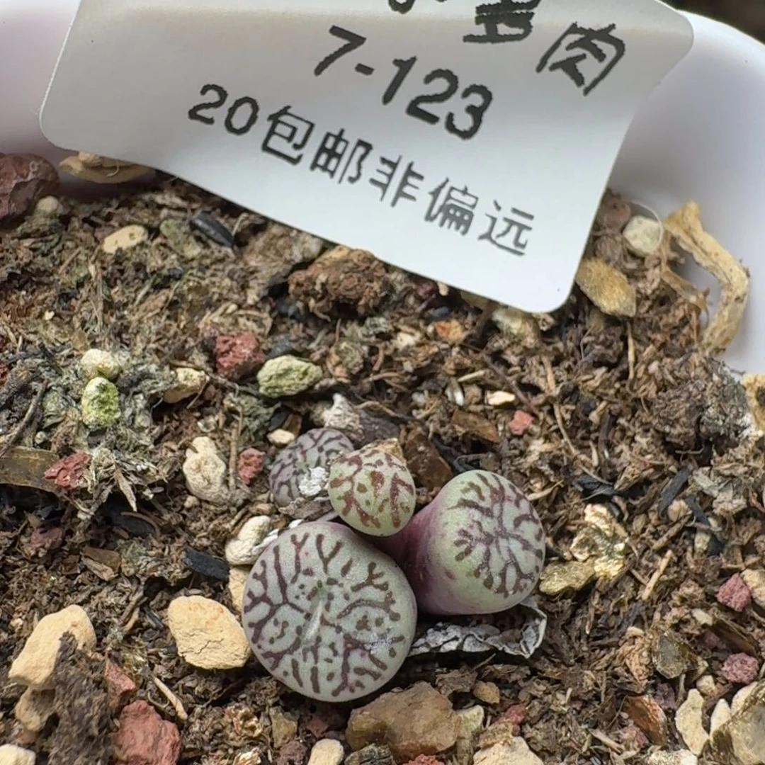 墨带盆土。