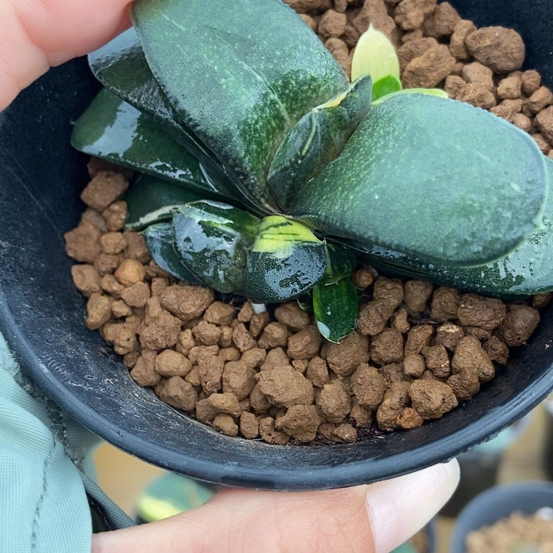 22卧牛转锦带好锦侧牙带盆发货