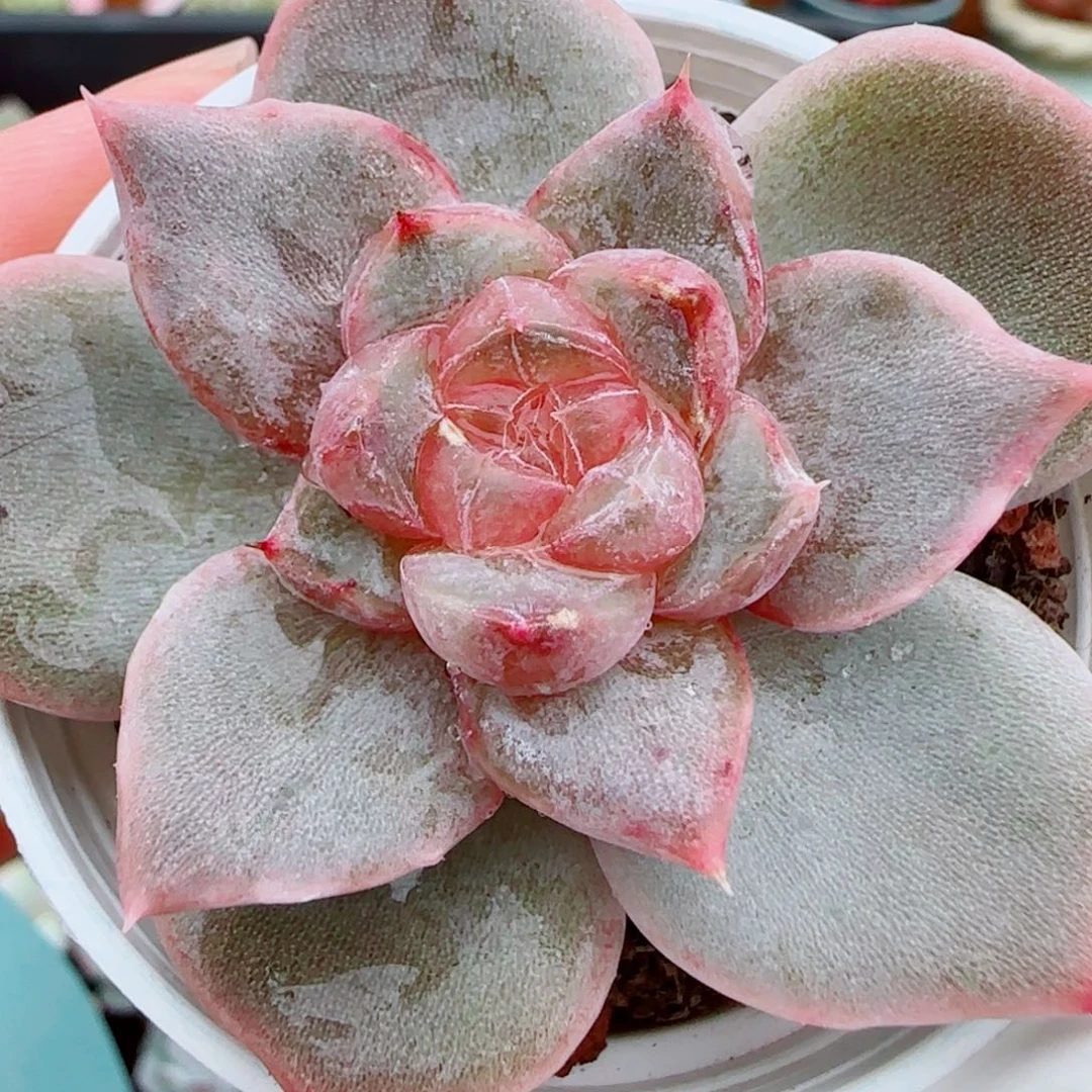 花语逸镜1021-305糖珍妮