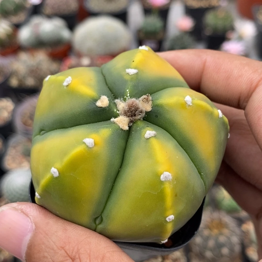 植播园艺精品鸾凤兜