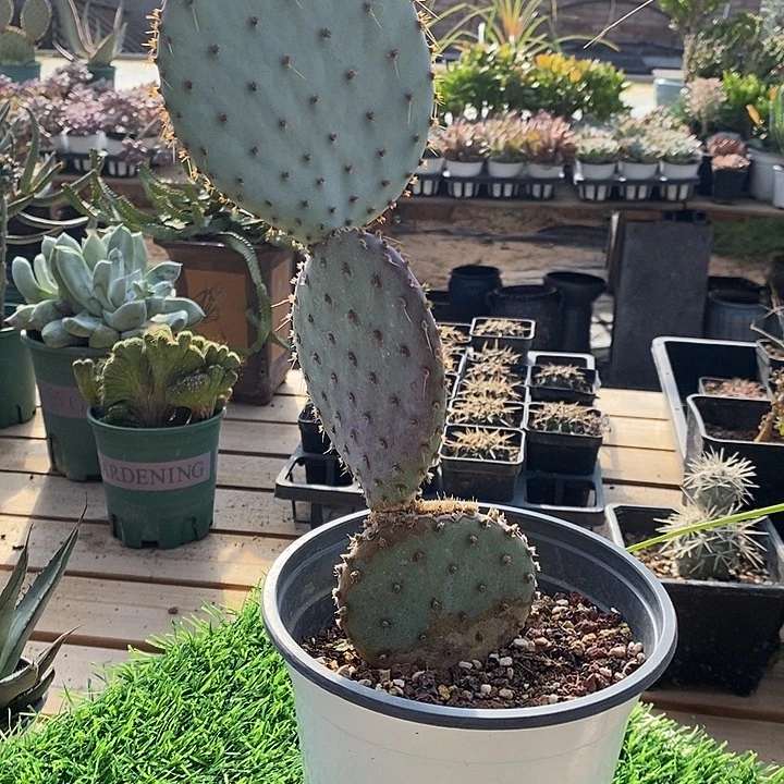 完美主义者勿拍胜利塔121330