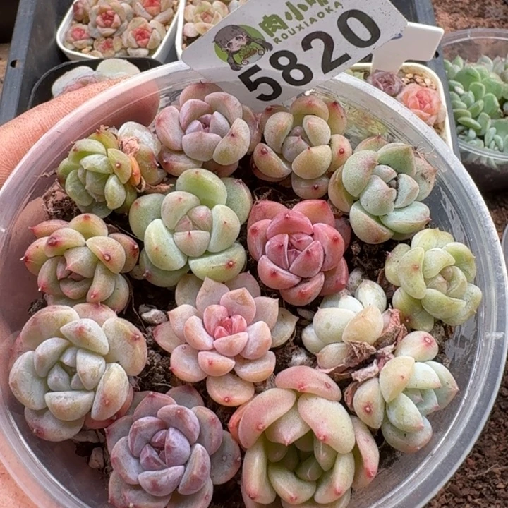 多肉植物多肉植物