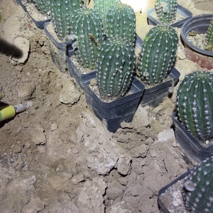 金妞蓉蓉原盆发货25//