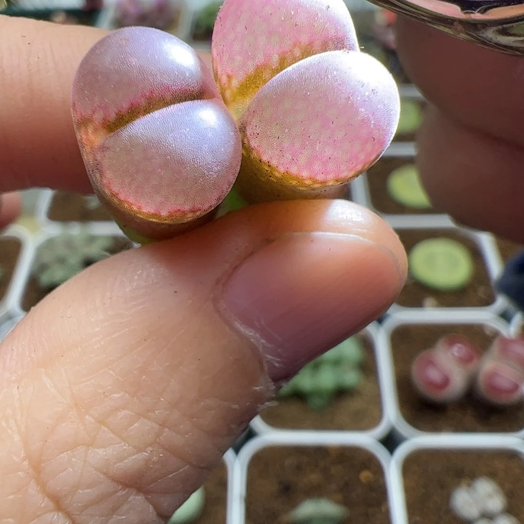 【闪购商品】304 粉钻