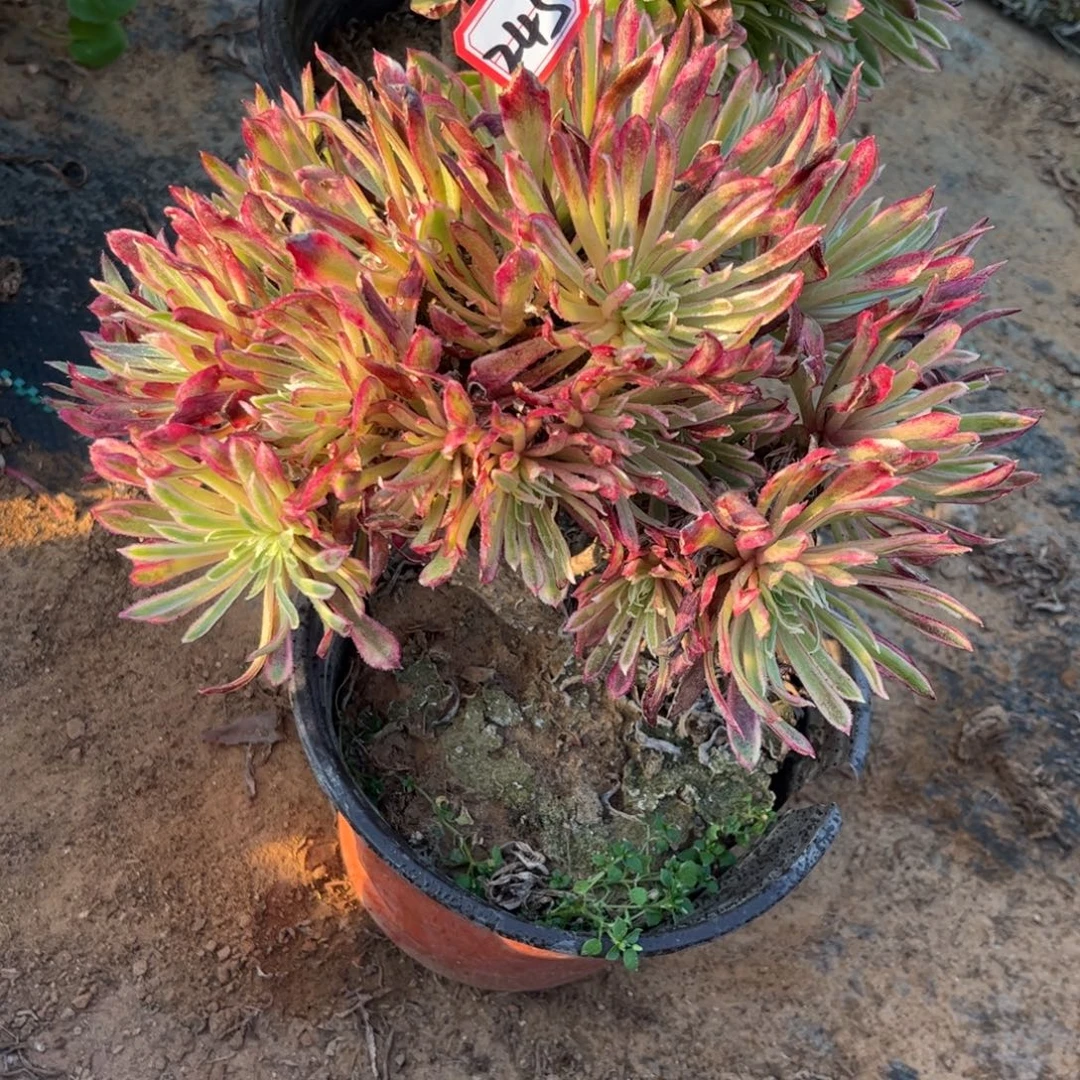 245多肉植物金丝菊朵朵