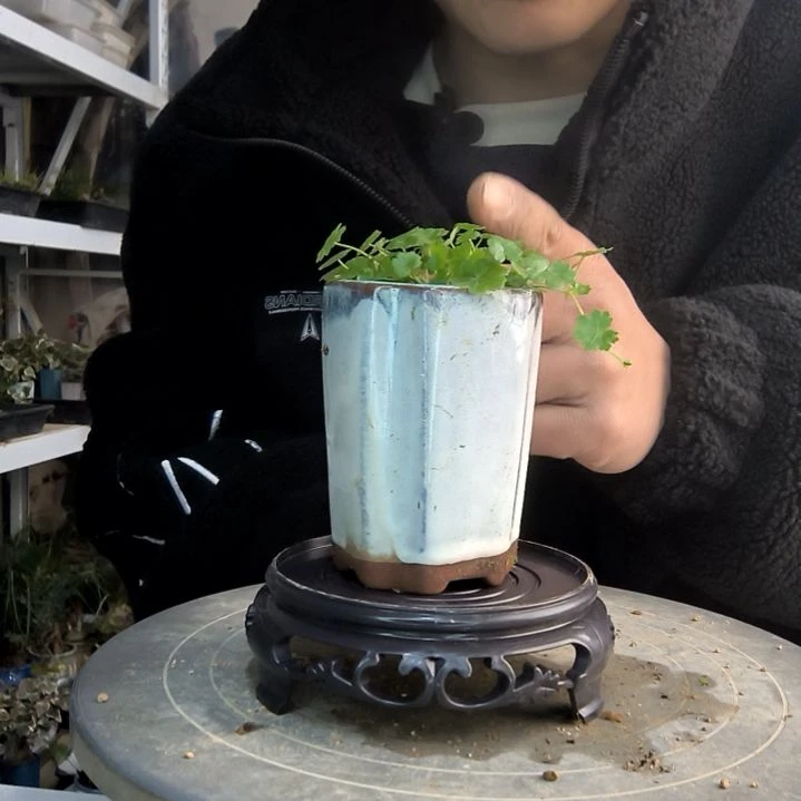 ?**野小盆景小植物一物一拍19