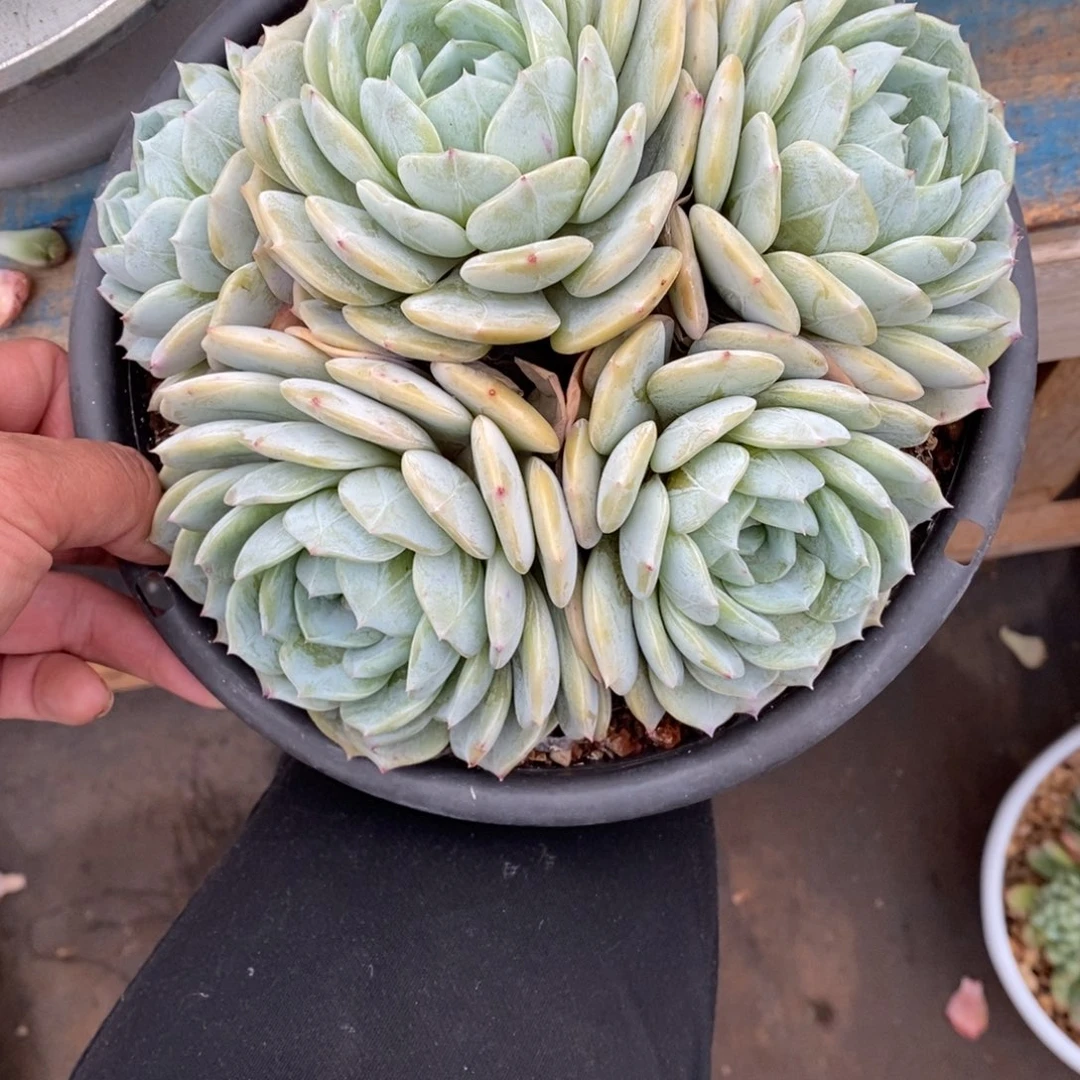 寄养多肉植物一物一拍