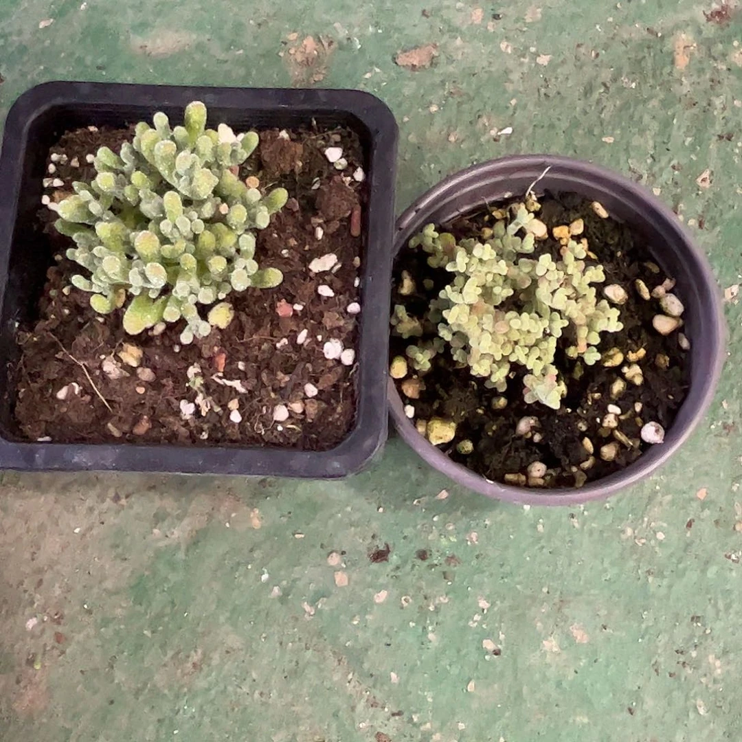 奶***圆莱斯虎班锦优选枝干