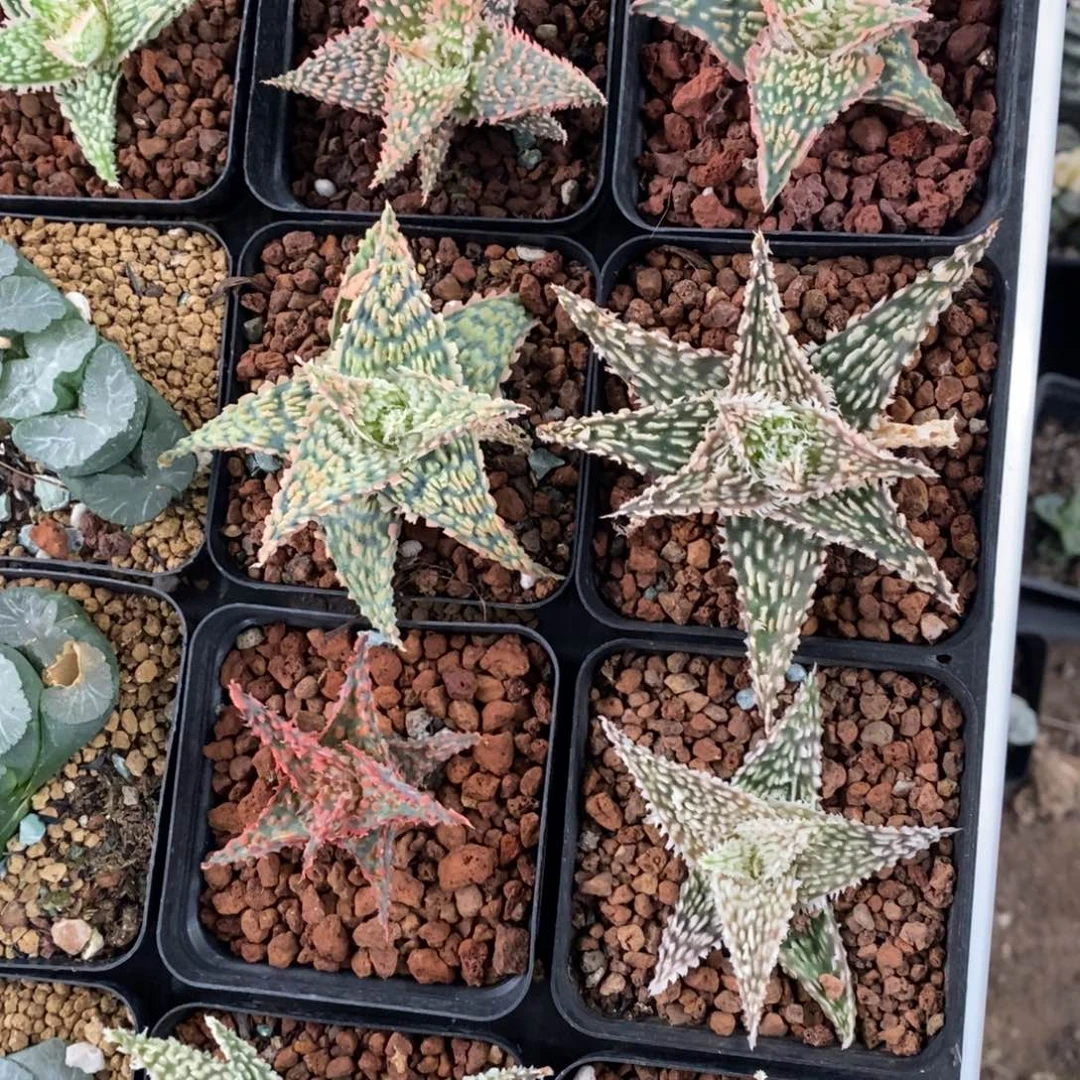 一颗超大圣诞芦荟 高货