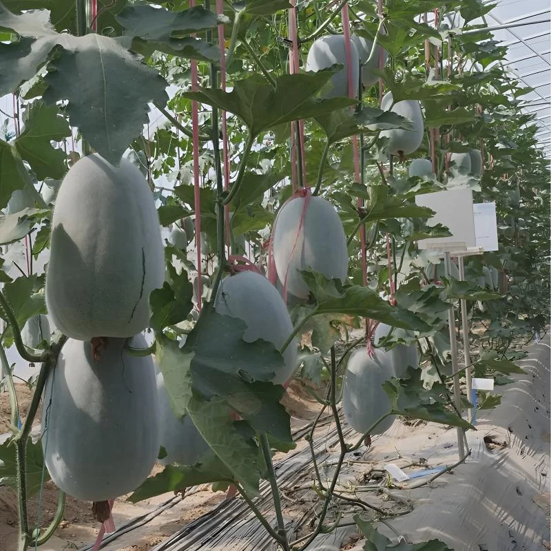 【一串铃盆栽种子】粉皮冬瓜冬瓜种籽四季小春季庭院种植蔬菜种子88