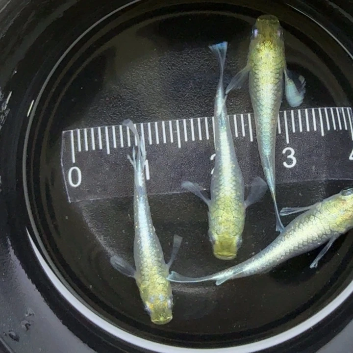 海水鱼帝姬25号青鳉