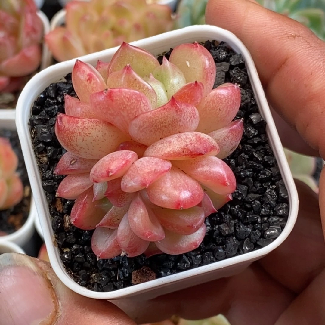 天官赐福百无禁忌