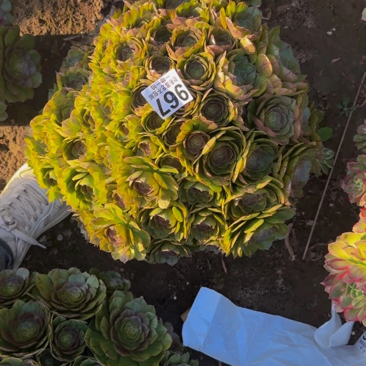 拉丝花29-10包邮花花