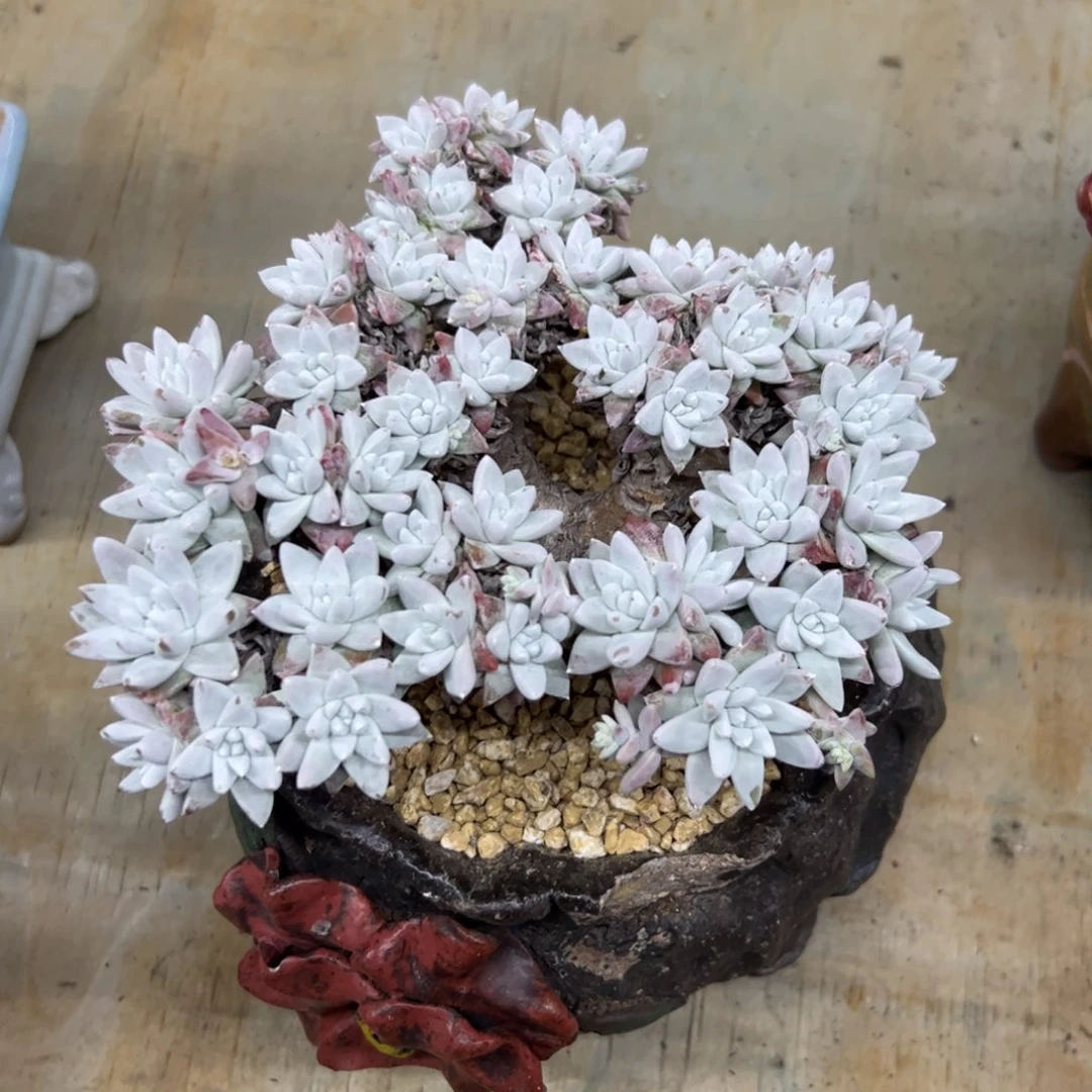 白菊88零零多肉植物