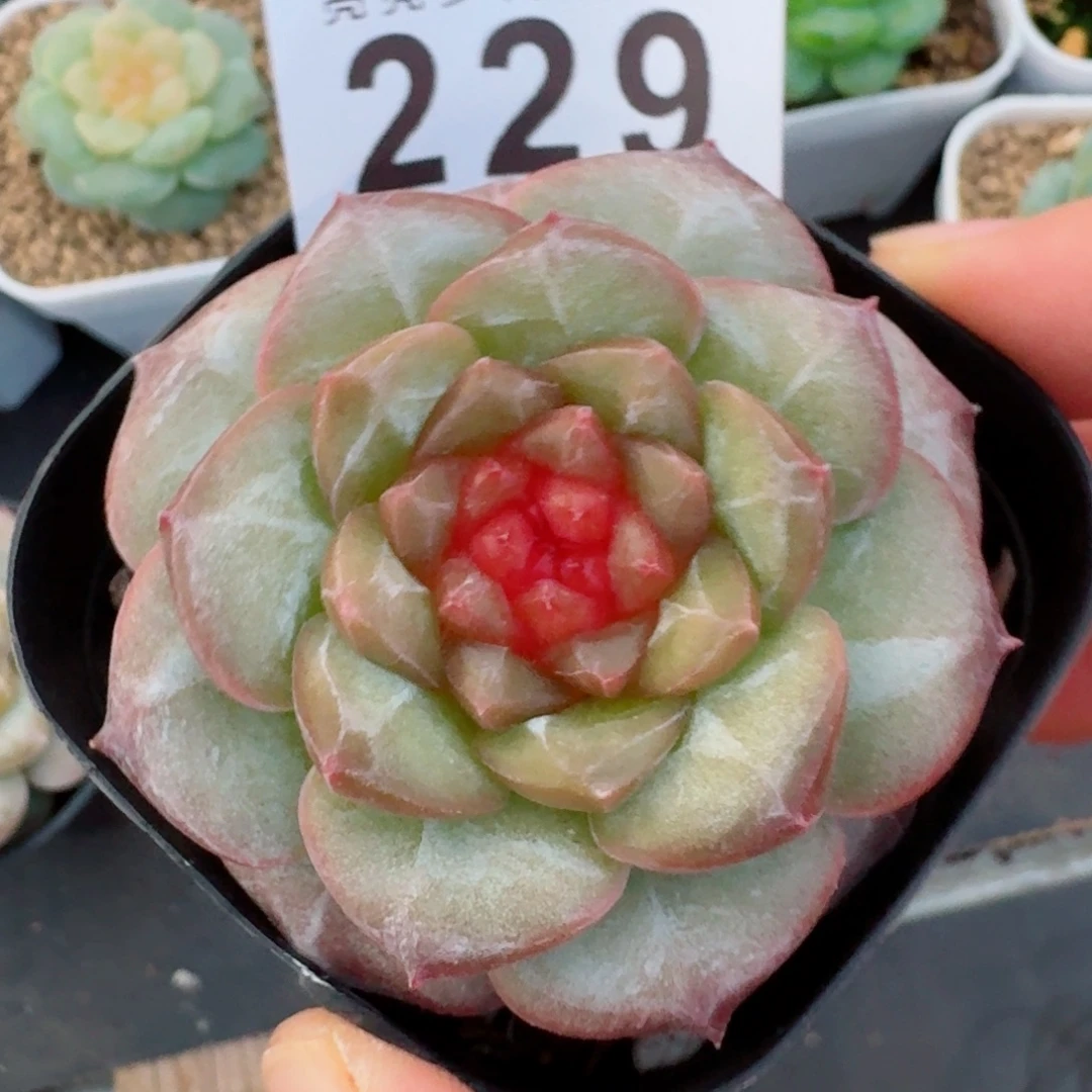 石榴籽琥珀            精美多肉植物