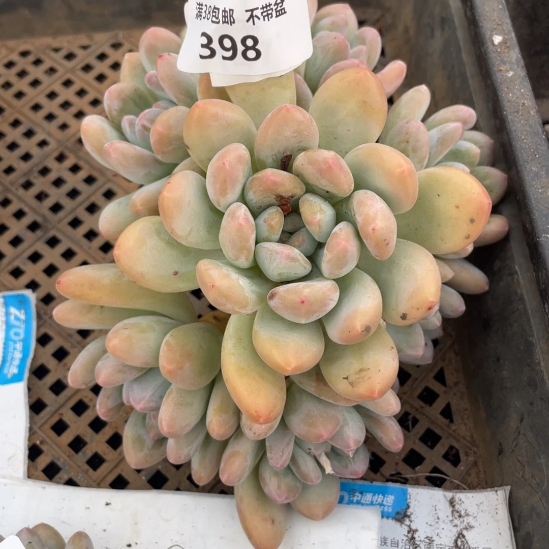 梅398香水群生多肉植物老桩