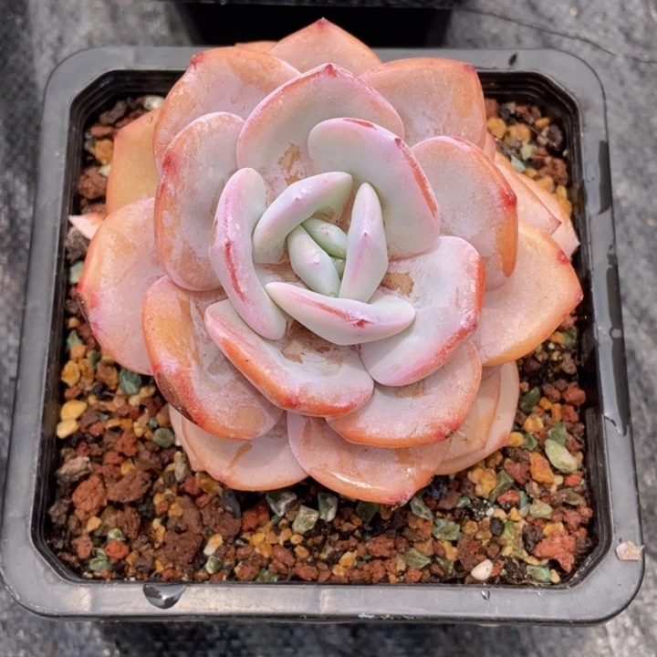 c****贝66777788888889