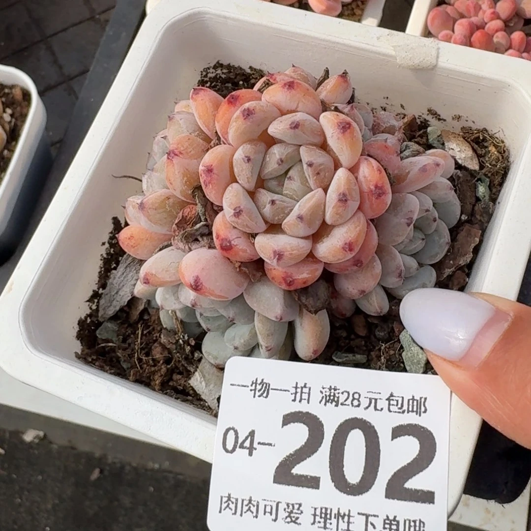 雪爪无盆土发货无