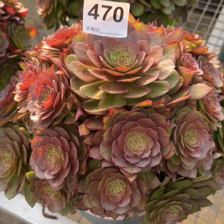 470红魔多肉25厘米左右